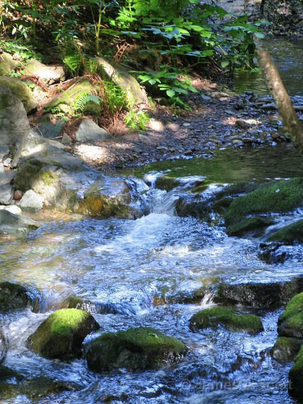 SanFrancisco 004.jpg - Muir Woods San Francisco 2009